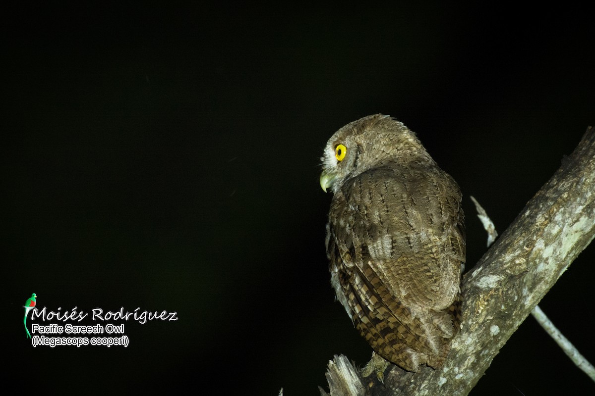 Pacific Screech-Owl - Moises Rodriguez