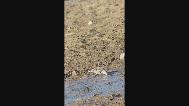 Bécasseau sanderling - ML373665351
