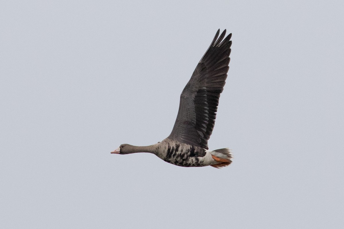 Greater White-fronted Goose - ML373671981