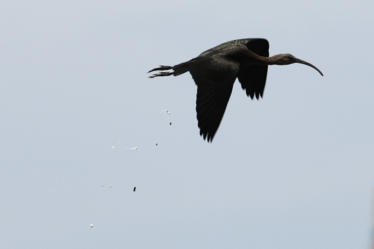 ibis hnědý - ML373672551
