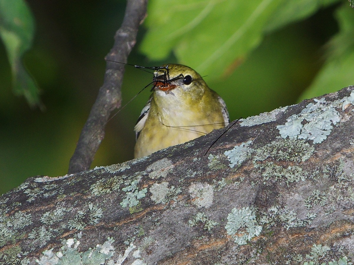 Bay-breasted Warbler - ML373677551