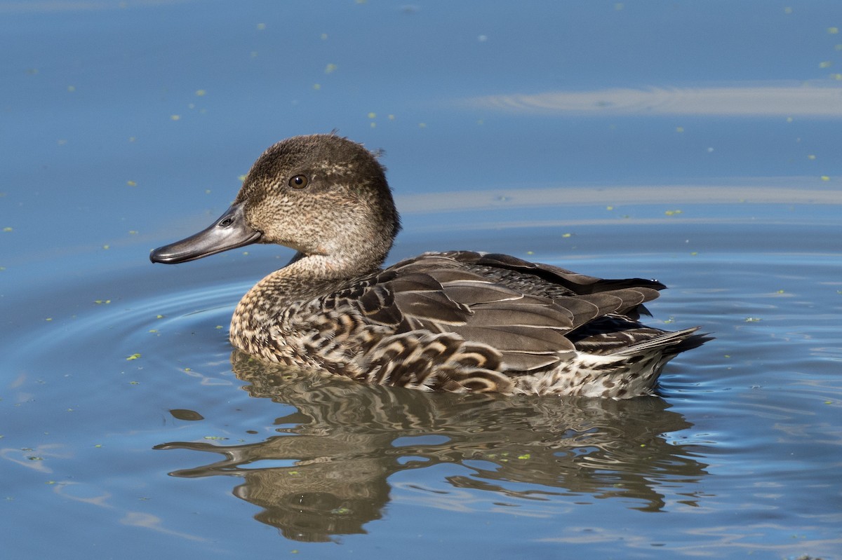 Green-winged Teal - Old Bird