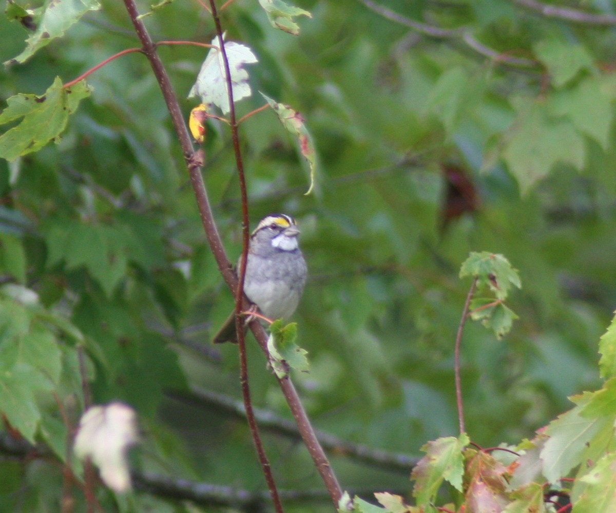 White-throated Sparrow - Bradley Murphy