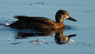 Blue-winged Teal, ML373689051