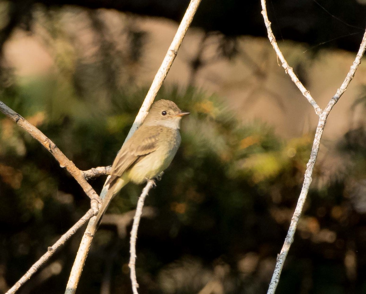 Willow Flycatcher - James Taylor