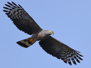  - Hook-billed Kite