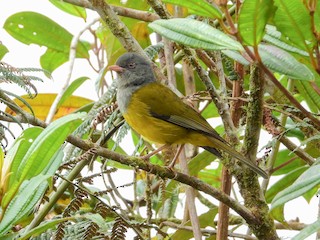  - Gray-hooded Bush Tanager
