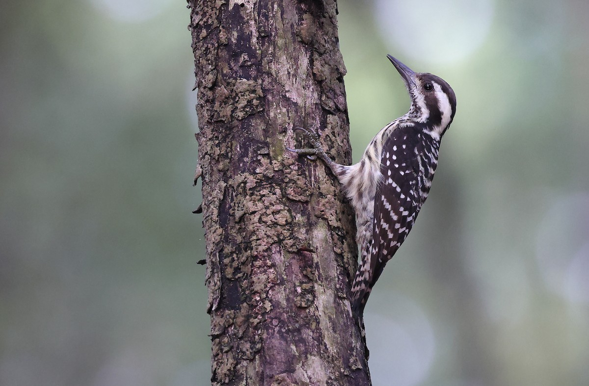 Philippine Pygmy Woodpecker - ML373695481