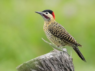  - Green-barred Woodpecker