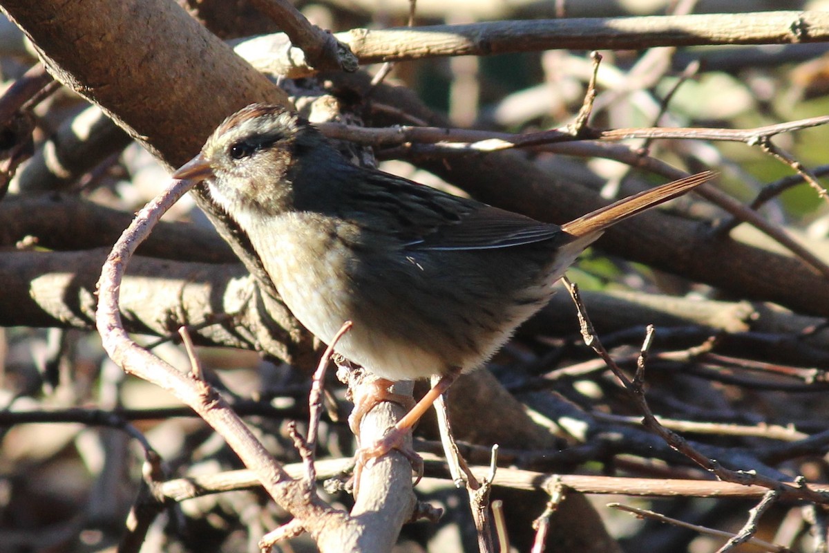 Swamp Sparrow - ML373697541