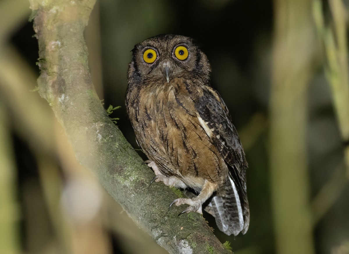 Tawny-bellied Screech-Owl - Alex Luna