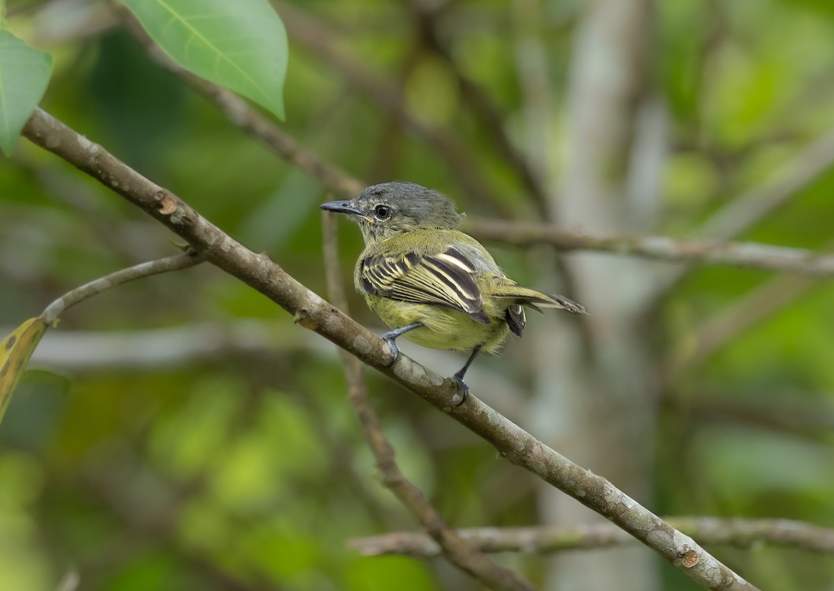 Gray-crowned Flatbill - ML373700481
