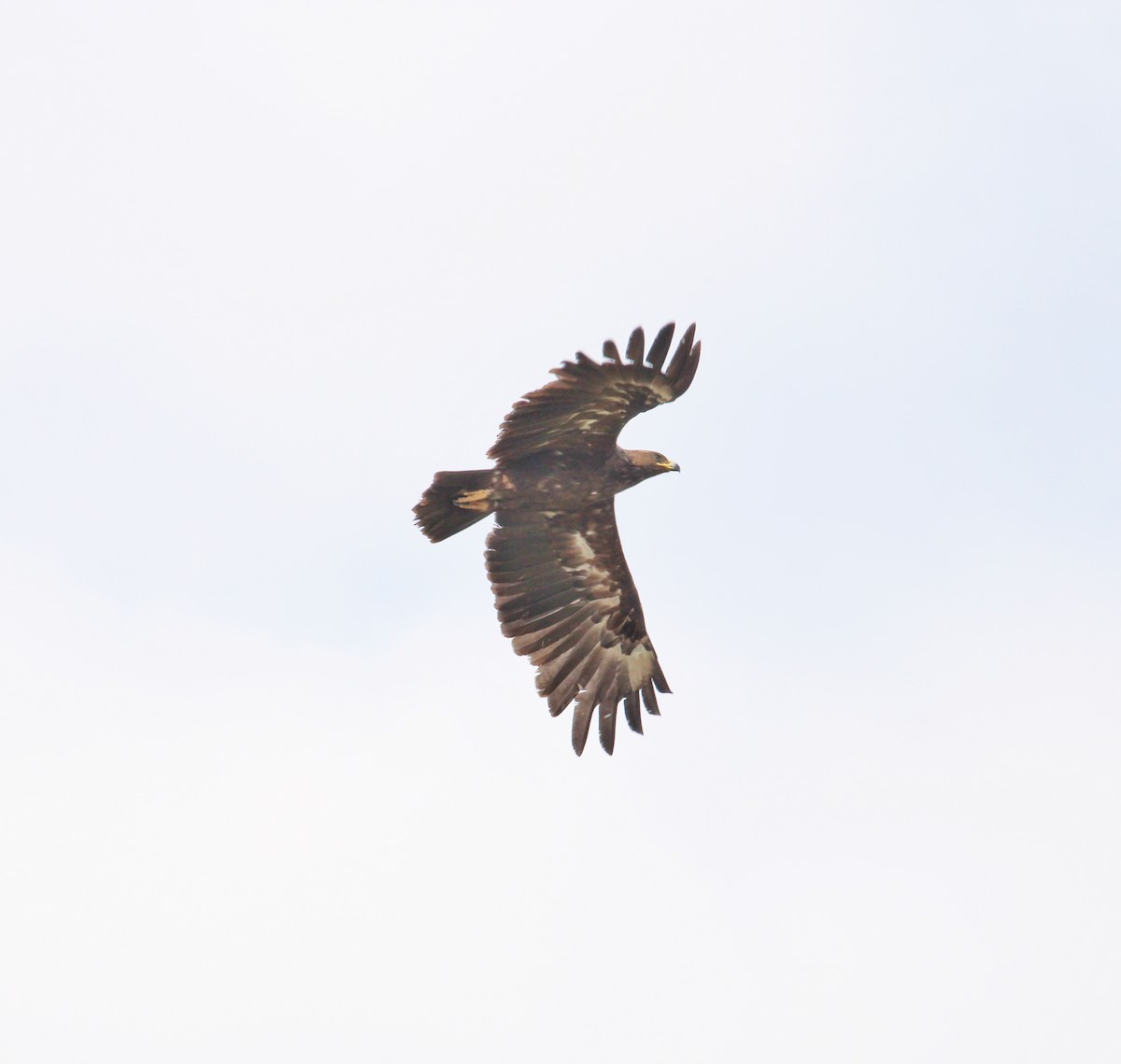 Greater Spotted Eagle - ML373702501