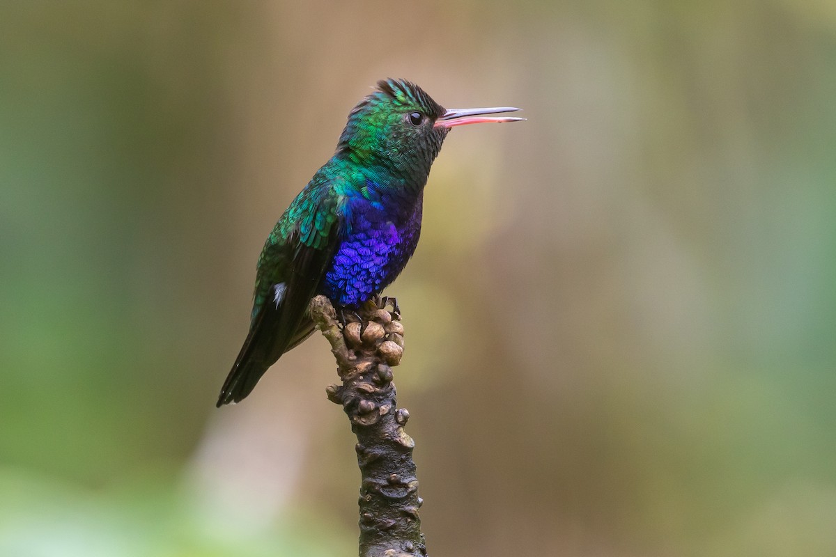 Violet-bellied Hummingbird - Cris Heins