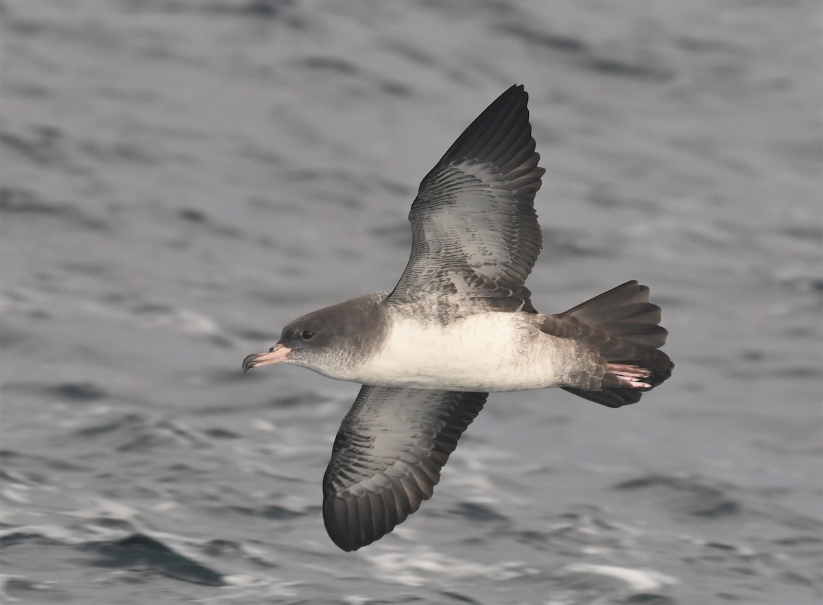 Pink-footed Shearwater - ML373709881