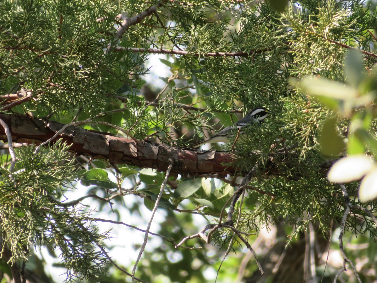 Black-throated Gray Warbler - ML373710611