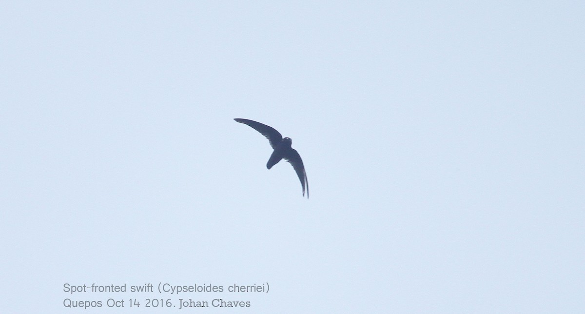 Spot-fronted Swift - Johan Chaves