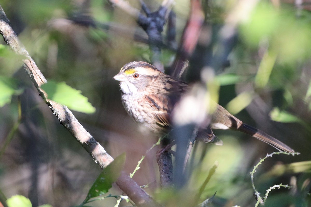 White-throated Sparrow - ML373712001