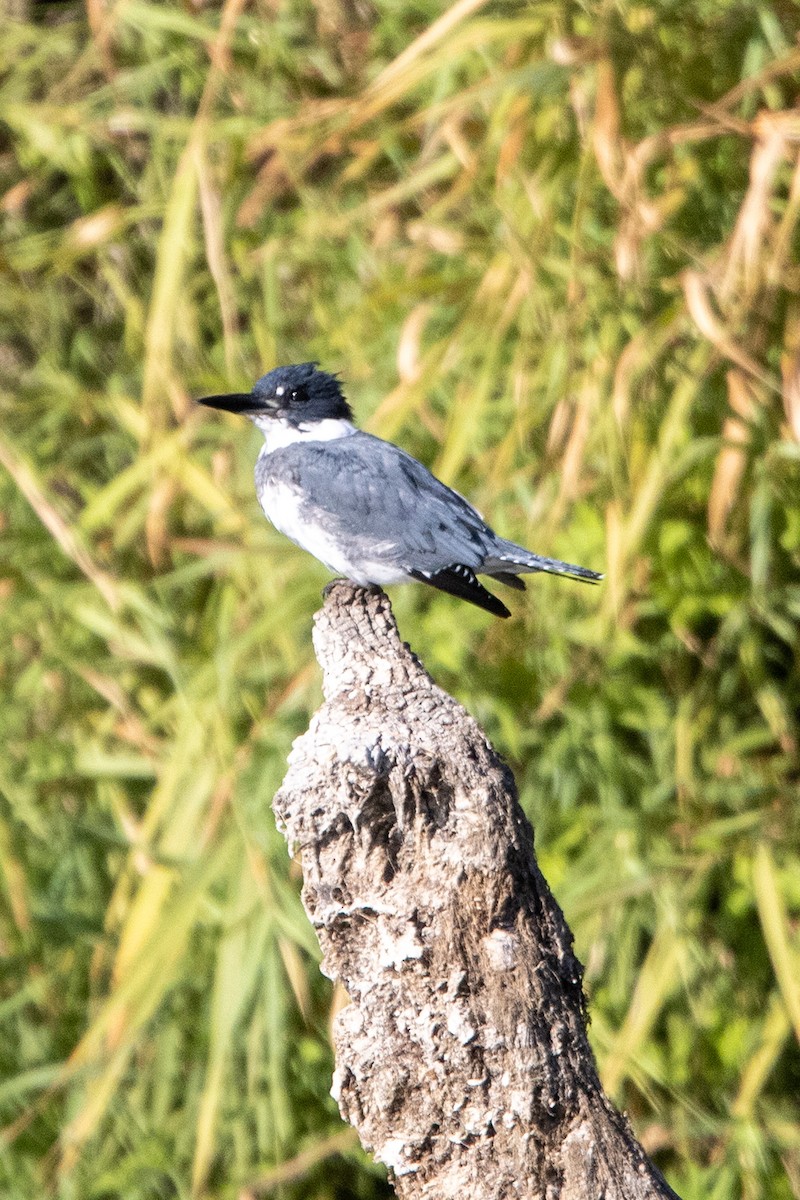 Belted Kingfisher - ML373712461