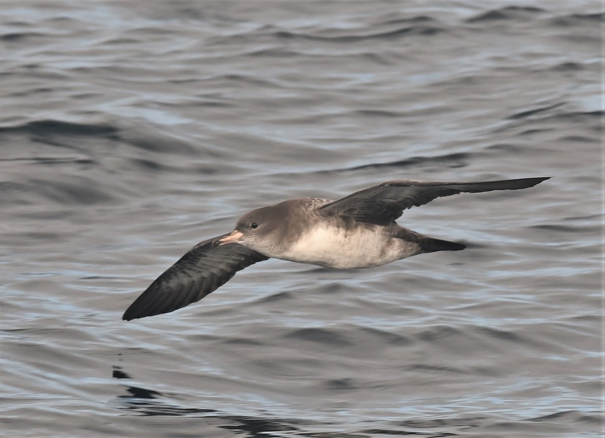 Pink-footed Shearwater - ML373714901