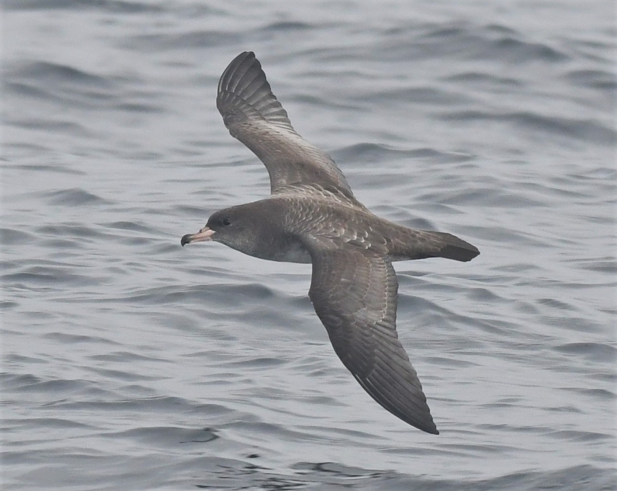 Pink-footed Shearwater - ML373715491
