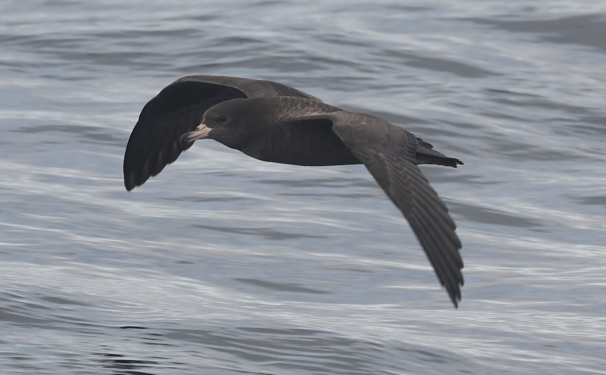 Flesh-footed Shearwater - ML373715511