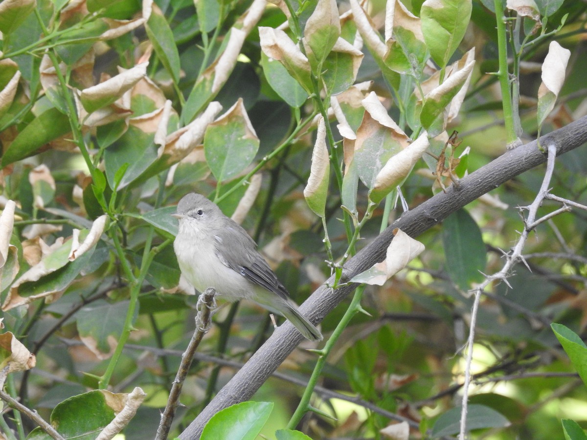 Booted Warbler - ML373718651