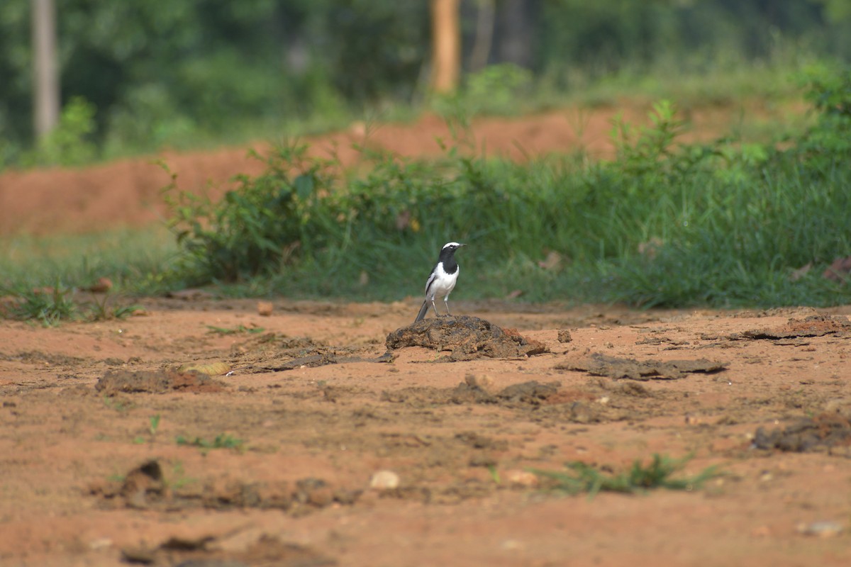 White-browed Wagtail - ML373718991