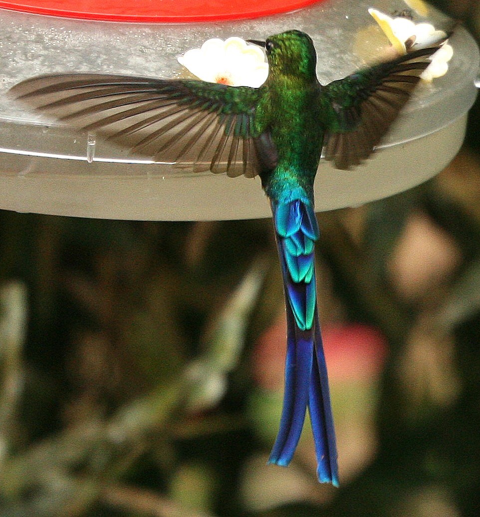 Violet-tailed Sylph - ML37371951