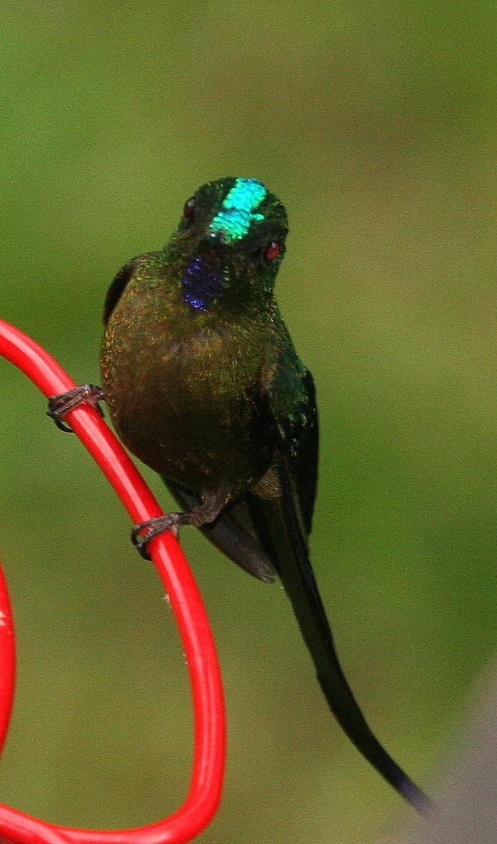 Violet-tailed Sylph - ML37371961