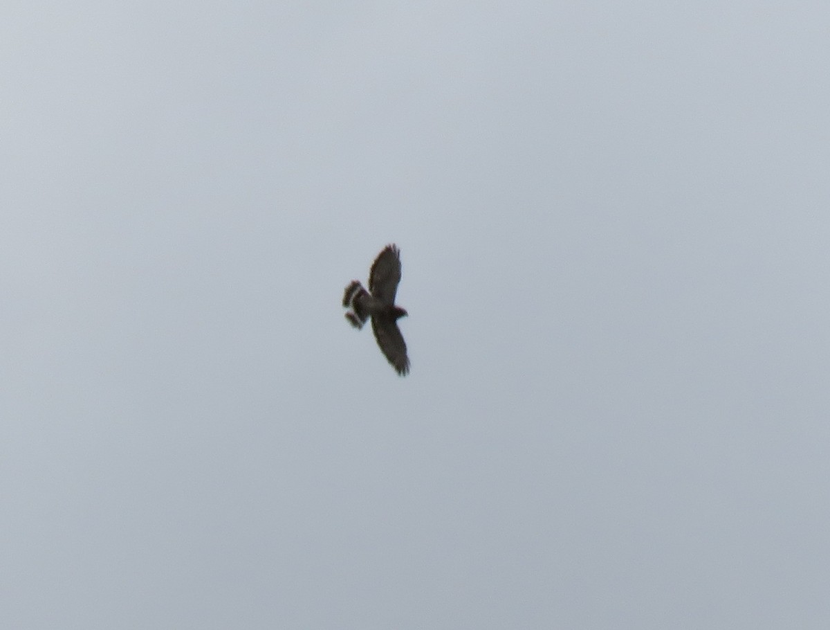 Broad-winged Hawk (Northern) - ML373720721