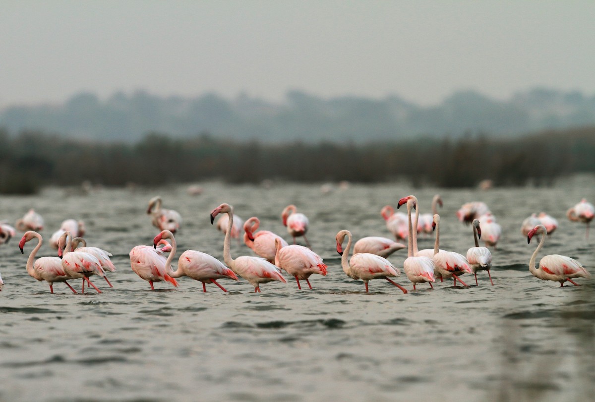 Greater Flamingo - Gobind Sagar Bhardwaj