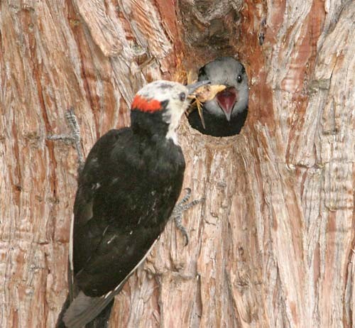 White-headed Woodpecker - Don Roberson