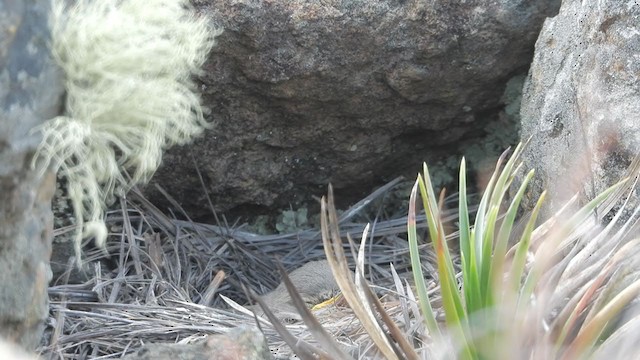  - Spot-billed Ground-Tyrant
