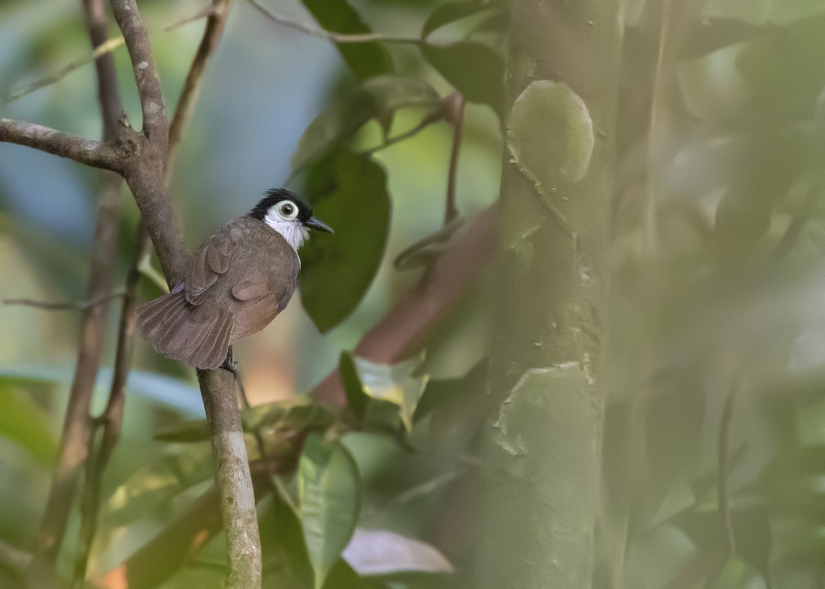 White-breasted Antbird - ML373737931