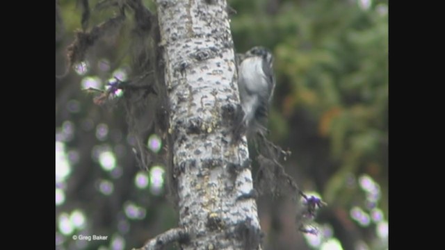American Three-toed Woodpecker (Rocky Mts.) - ML373738741