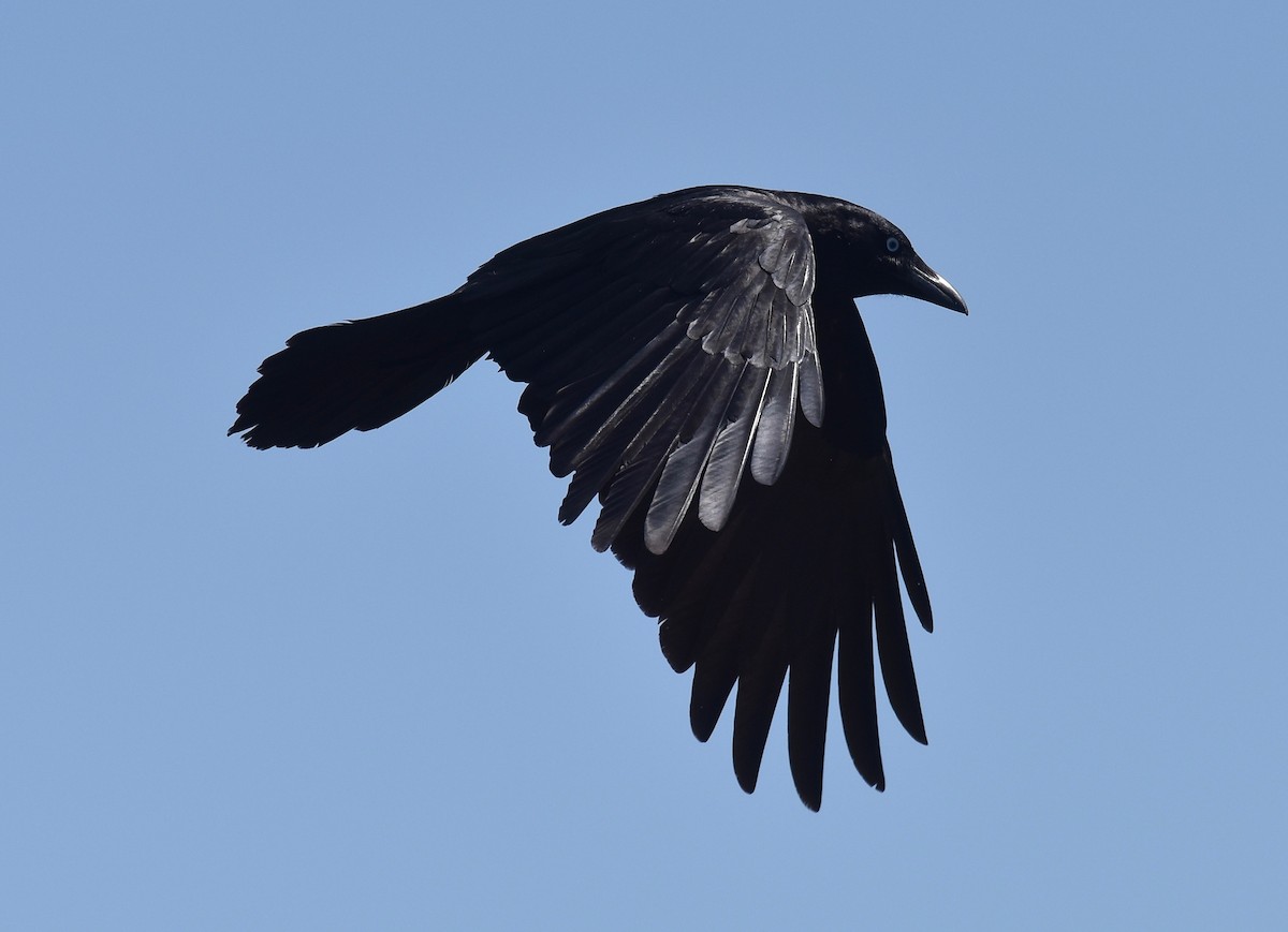 Torresian Crow - ML373739101
