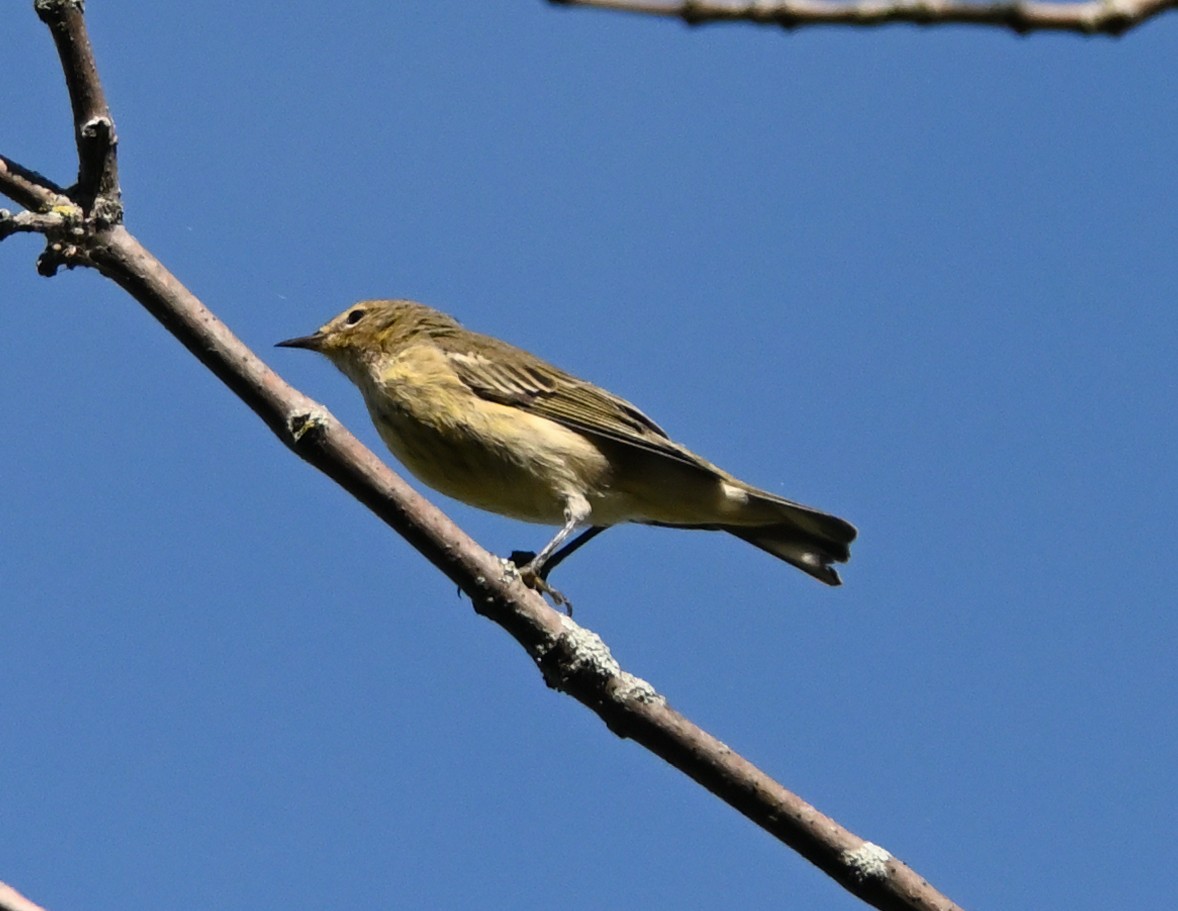 Cape May Warbler - ML373741991