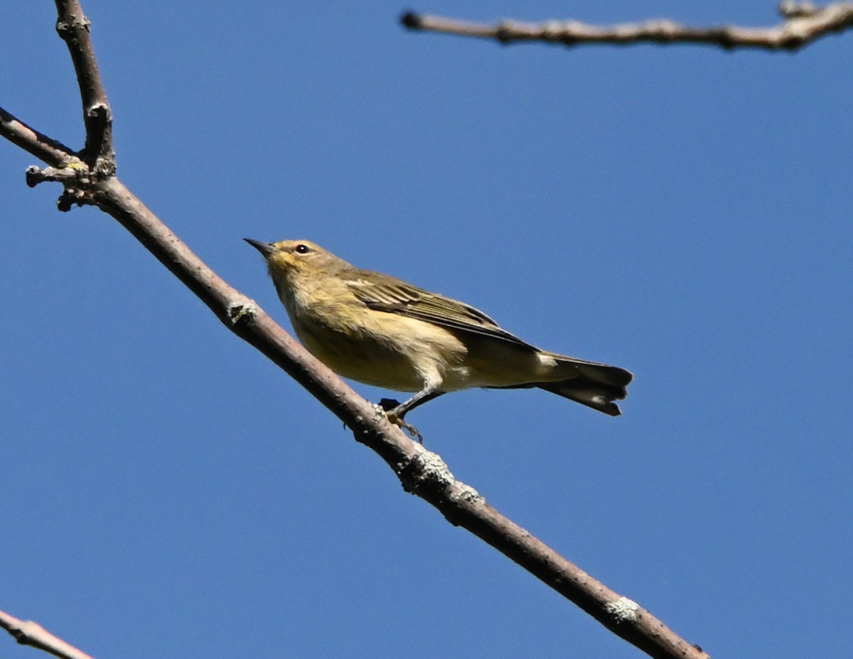 Cape May Warbler - ML373742001