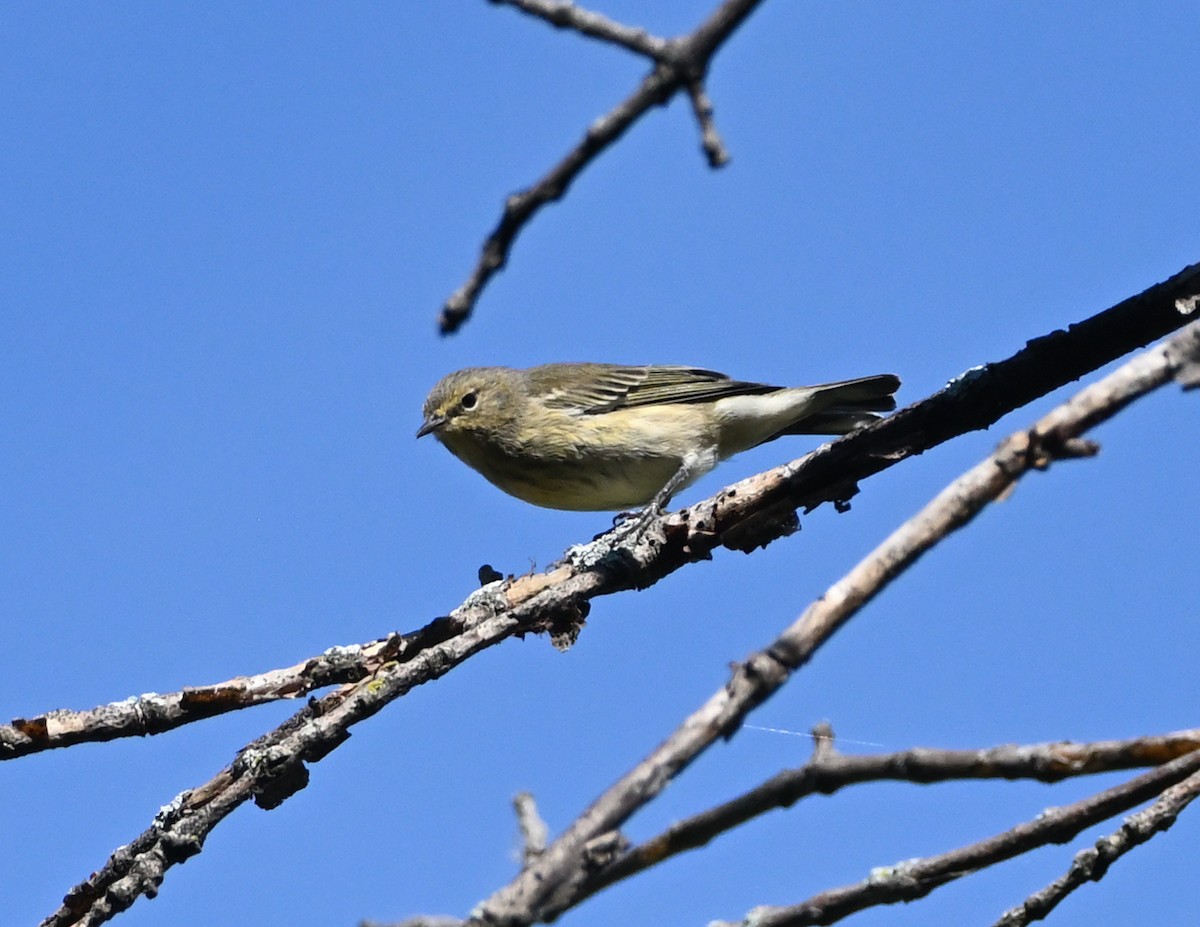 Cape May Warbler - ML373742031