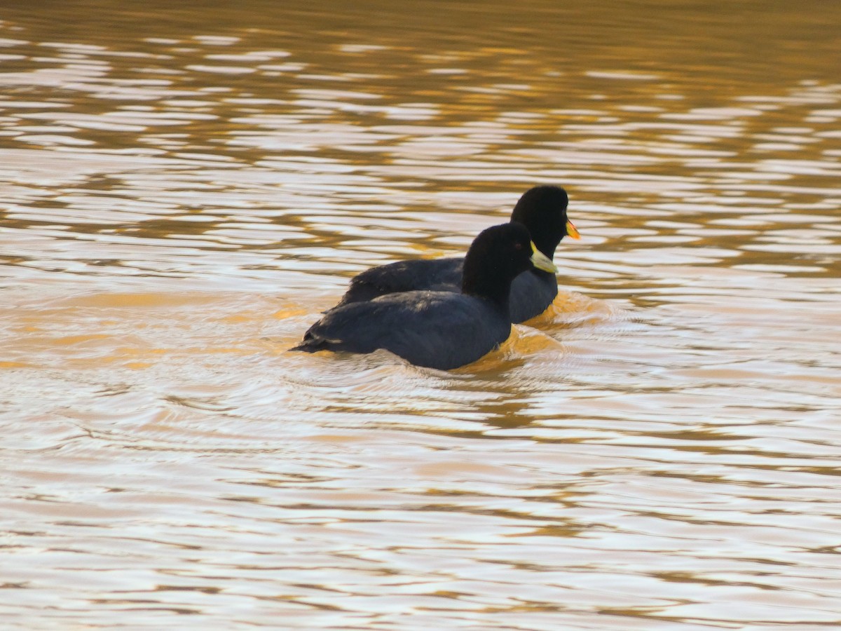 Red-gartered Coot - ML373743101