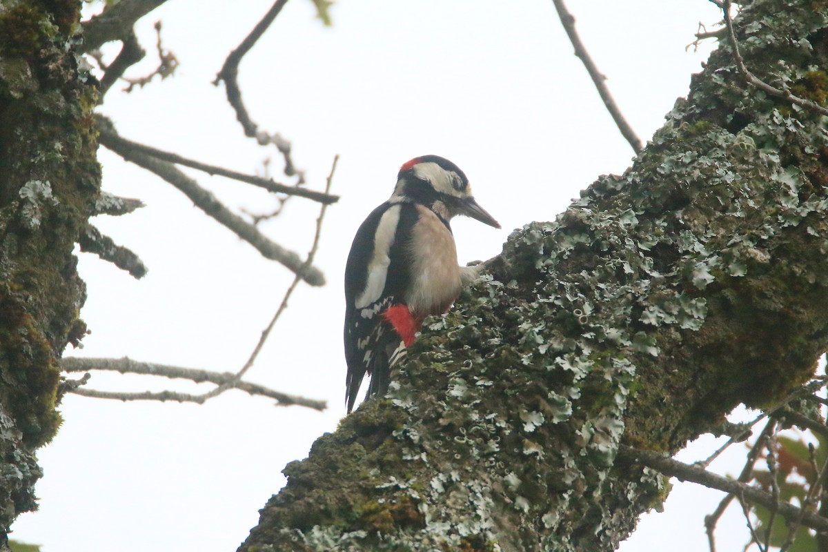 Great Spotted Woodpecker - ML373745551