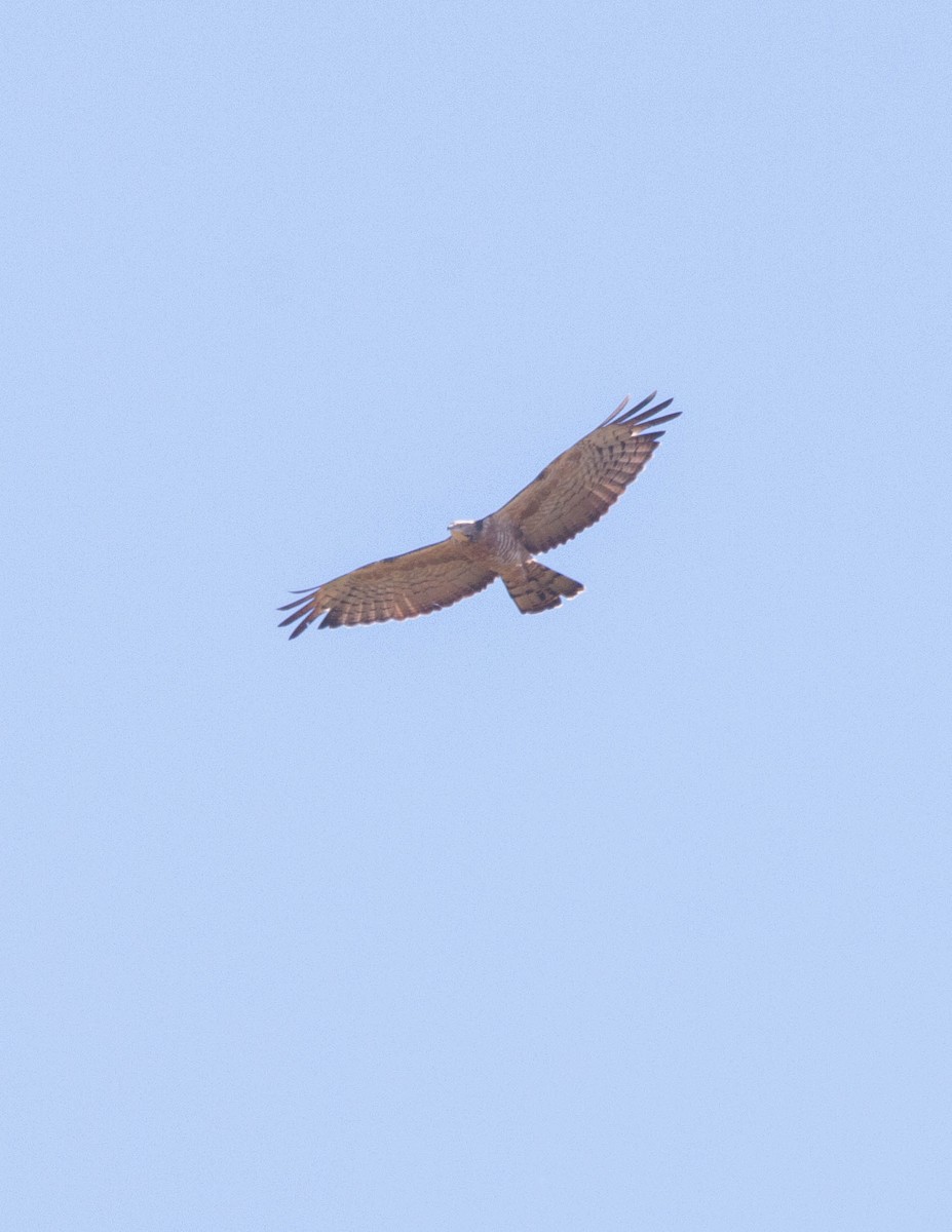 Oriental Honey-buzzard (Northern) - ML373747681