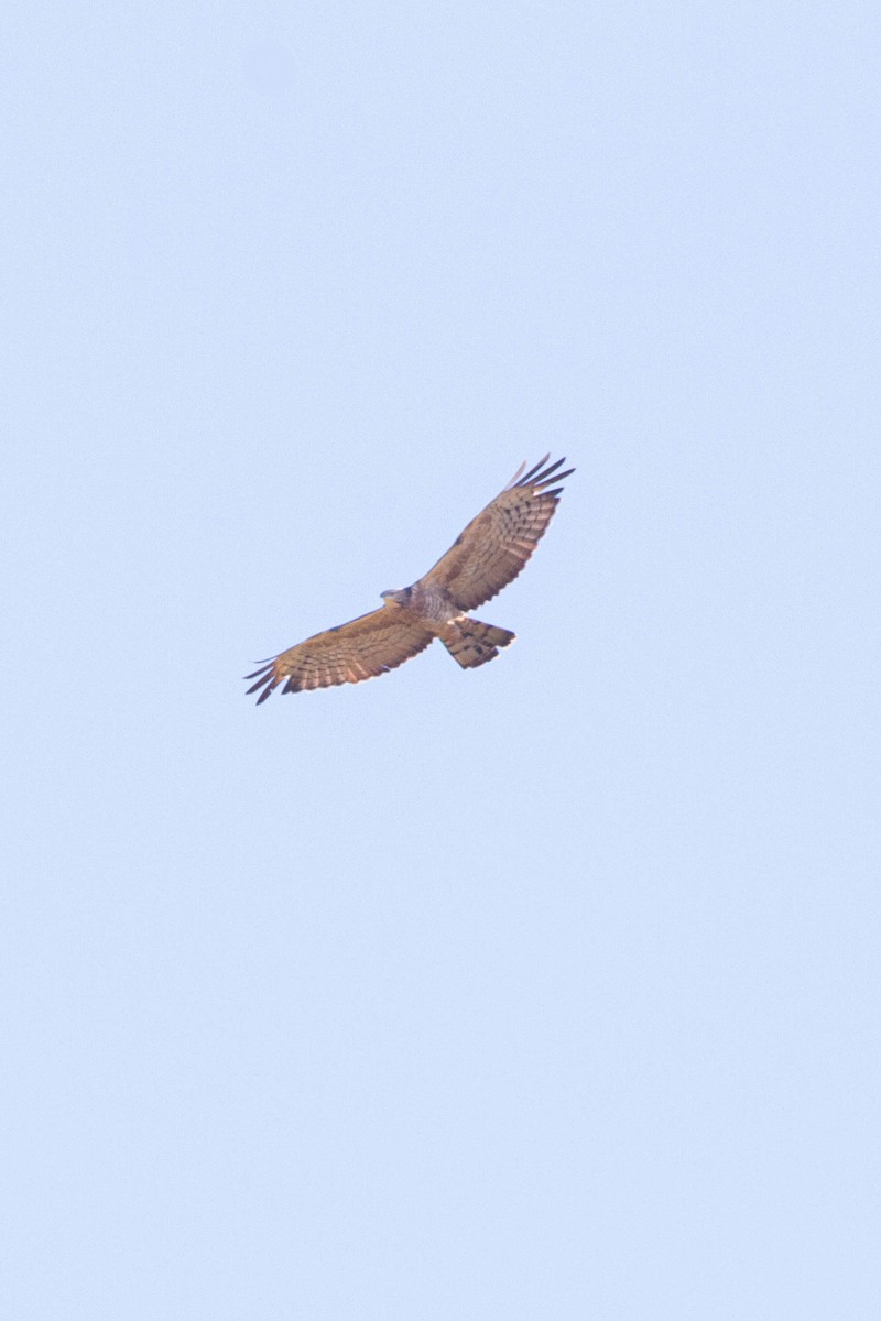Oriental Honey-buzzard (Northern) - ML373747791