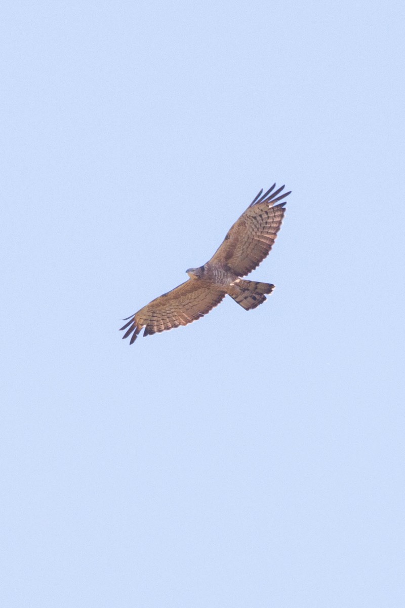 Oriental Honey-buzzard (Northern) - ML373747821
