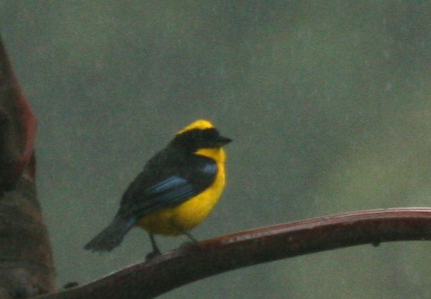 Blue-winged Mountain Tanager - Dave Czaplak
