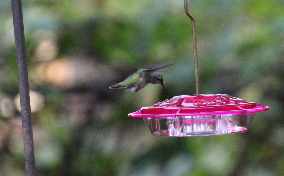 Ruby-throated Hummingbird - ML373752131