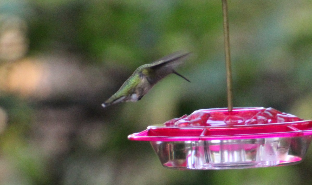 Ruby-throated Hummingbird - ML373752161