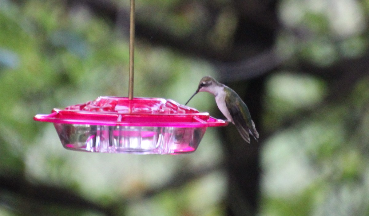 Ruby-throated Hummingbird - ML373752181