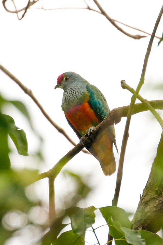 Rose-crowned Fruit-Dove - ML37375661